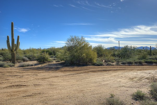 Photo of a desert with desert plants and cacti
